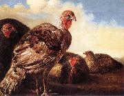 CUYP, Aelbert Domestic Fowl  fg oil painting on canvas